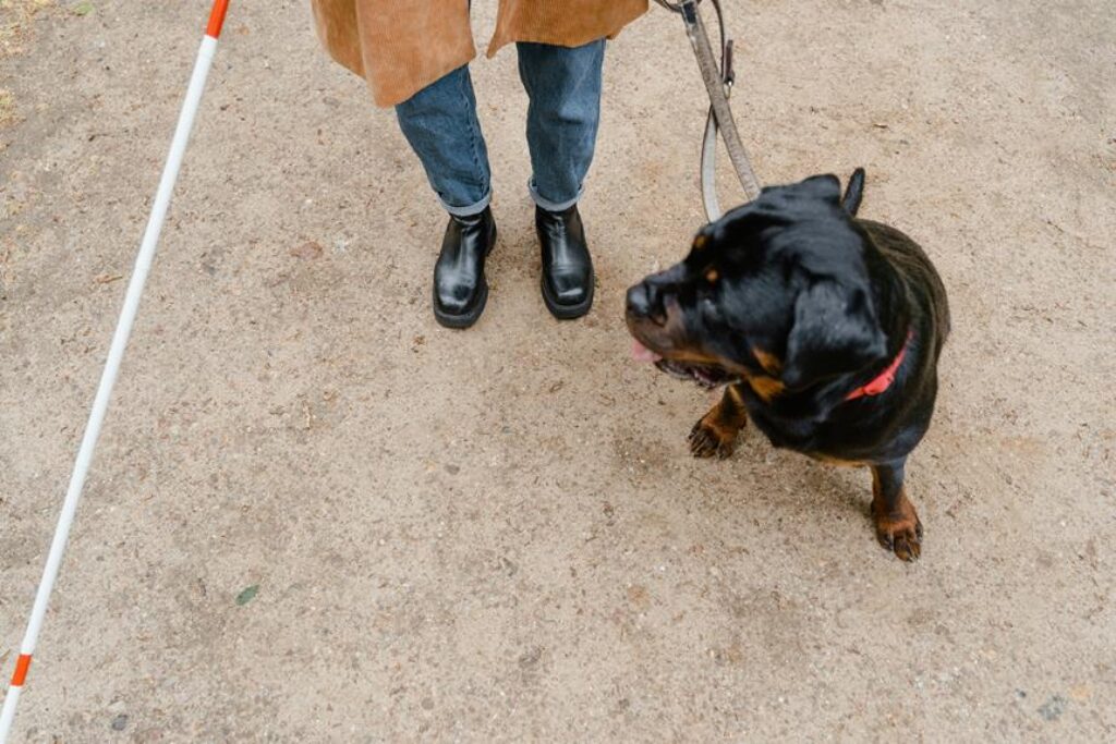 How Do You Choose a Safe and Comfortable Dog Leash?